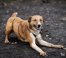 MUZA, Hund, Mischlingshund in Rumänien - Bild 2