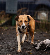 MUZA, Hund, Mischlingshund in Rumänien - Bild 3