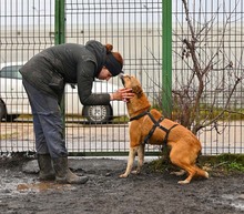 MUZA, Hund, Mischlingshund in Rumänien - Bild 4