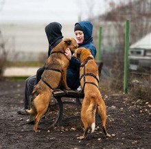 MUZA, Hund, Mischlingshund in Rumänien - Bild 5