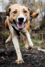 MUZA, Hund, Mischlingshund in Rumänien - Bild 9