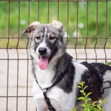 ANTON, Hund, Mischlingshund in Rumänien - Bild 3