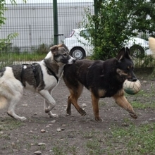 ANTON, Hund, Mischlingshund in Rumänien - Bild 6