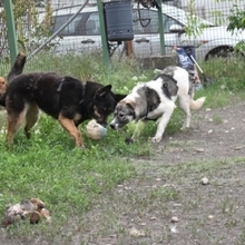 ANTON, Hund, Mischlingshund in Rumänien - Bild 7