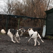 ANTON, Hund, Mischlingshund in Rumänien - Bild 8