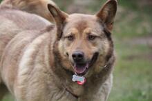 ELLIE, Hund, Deutscher Schäferhund-Mix in Wetter - Bild 1