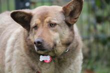 ELLIE, Hund, Deutscher Schäferhund-Mix in Wetter - Bild 10