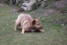 ELLIE, Hund, Deutscher Schäferhund-Mix in Wetter - Bild 12