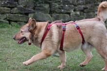 ELLIE, Hund, Deutscher Schäferhund-Mix in Wetter - Bild 14