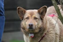 ELLIE, Hund, Deutscher Schäferhund-Mix in Wetter - Bild 15