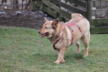 ELLIE, Hund, Deutscher Schäferhund-Mix in Wetter - Bild 16