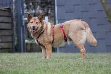 ELLIE, Hund, Deutscher Schäferhund-Mix in Wetter - Bild 2