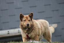 ELLIE, Hund, Deutscher Schäferhund-Mix in Wetter - Bild 3