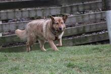 ELLIE, Hund, Deutscher Schäferhund-Mix in Wetter - Bild 4