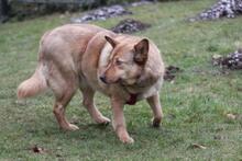 ELLIE, Hund, Deutscher Schäferhund-Mix in Wetter - Bild 5