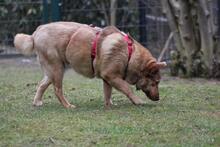 ELLIE, Hund, Deutscher Schäferhund-Mix in Wetter - Bild 6