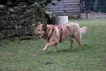 ELLIE, Hund, Deutscher Schäferhund-Mix in Wetter - Bild 7