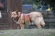 ELLIE, Hund, Deutscher Schäferhund-Mix in Wetter - Bild 8