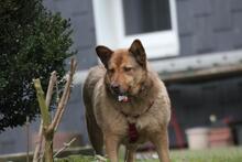 ELLIE, Hund, Deutscher Schäferhund-Mix in Wetter - Bild 9