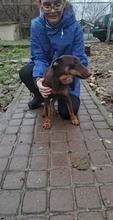 CSOKI8, Hund, Jagdterrier-Mix in Ungarn - Bild 1