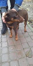 CSOKI8, Hund, Jagdterrier-Mix in Ungarn - Bild 2