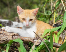 MILO, Katze, Hauskatze in Kroatien - Bild 10