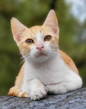 MILO, Katze, Hauskatze in Kroatien - Bild 5