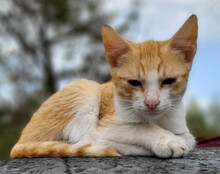 MILO, Katze, Hauskatze in Kroatien - Bild 7