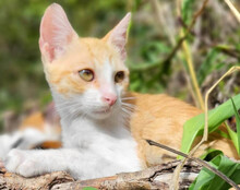 MILO, Katze, Hauskatze in Kroatien - Bild 9