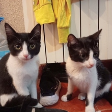 ESPINA, Katze, Europäisch Kurzhaar in Spanien - Bild 4