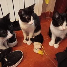 LUZMELA, Katze, Europäisch Kurzhaar in Spanien - Bild 3