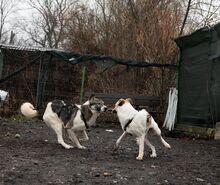 FINJA, Hund, Mischlingshund in Rumänien - Bild 10