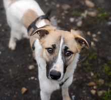 FINJA, Hund, Mischlingshund in Rumänien - Bild 2