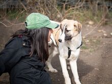 FINJA, Hund, Mischlingshund in Rumänien - Bild 4