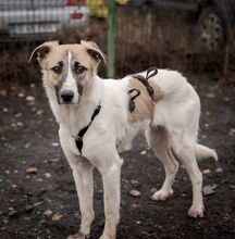 FINJA, Hund, Mischlingshund in Rumänien - Bild 9