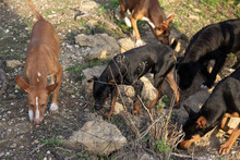 ROSMON, Hund, Mischlingshund in Spanien - Bild 3