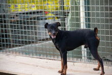 ROSMON, Hund, Mischlingshund in Spanien - Bild 4