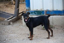 ROSMON, Hund, Mischlingshund in Spanien - Bild 5