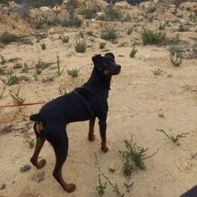 ROSMON, Hund, Mischlingshund in Spanien - Bild 7