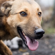 GRINNY, Hund, Deutscher Schäferhund-Mix in Rumänien - Bild 1