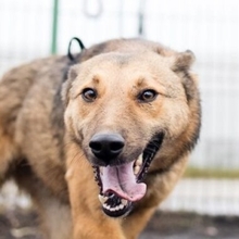 GRINNY, Hund, Deutscher Schäferhund-Mix in Rumänien - Bild 2