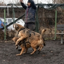 GRINNY, Hund, Deutscher Schäferhund-Mix in Rumänien - Bild 3