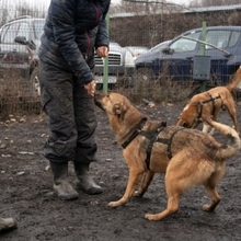 GRINNY, Hund, Deutscher Schäferhund-Mix in Rumänien - Bild 4