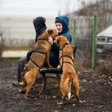 GRINNY, Hund, Deutscher Schäferhund-Mix in Rumänien - Bild 5