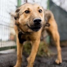 GRINNY, Hund, Deutscher Schäferhund-Mix in Rumänien - Bild 6