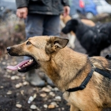 GRINNY, Hund, Deutscher Schäferhund-Mix in Rumänien - Bild 7