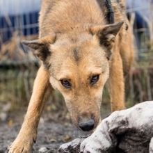 GRINNY, Hund, Deutscher Schäferhund-Mix in Rumänien - Bild 8