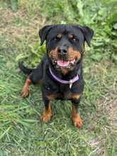 BAGHEERA, Hund, Rottweiler in Italien - Bild 2