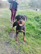 BAGHEERA, Hund, Rottweiler in Italien - Bild 3