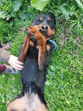 BAGHEERA, Hund, Rottweiler in Italien - Bild 4